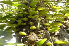 Bulbophyllum neilgherrense